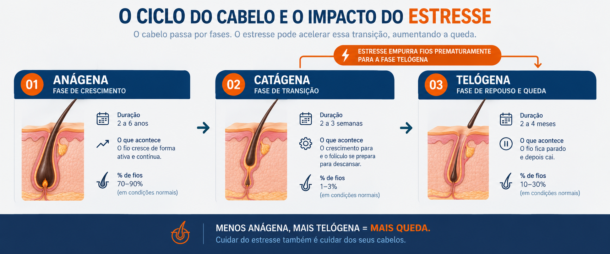 Diagrama das fases do ciclo capilar mostrando como o estresse antecipa a fase telógena e causa queda de cabelo